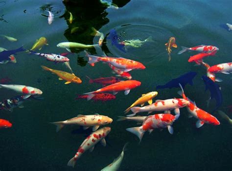 魚一直死風水|養魚風水相關禁忌！如不謹慎，招來橫禍